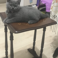 British Shorthair, Kedi  Thor fotoğrafı