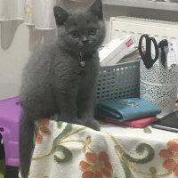 British Shorthair, Kedi  Thor fotoğrafı