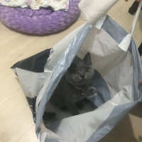 British Shorthair, Kedi  Thor fotoğrafı