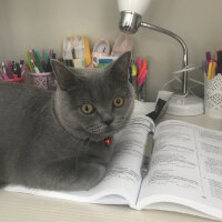 British Shorthair, Kedi  Thor fotoğrafı