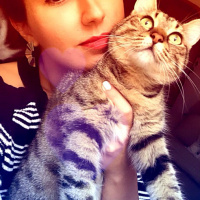Tekir Kedi, Kedi  Kömür fotoğrafı