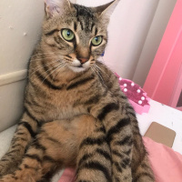 Tekir Kedi, Kedi  Kömür fotoğrafı
