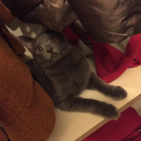 Mavi Rus, Kedi  LEO fotoğrafı