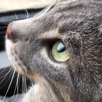 British Shorthair, Kedi  Diego fotoğrafı
