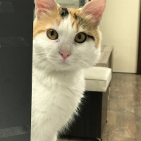 Munchkin, Kedi  TARÇIN fotoğrafı
