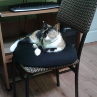 Sarman, Kedi  Yıfkı fotoğrafı