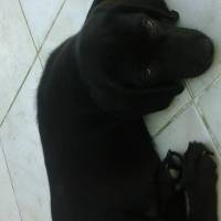 Labrador Retriever, Köpek  zeytin fotoğrafı