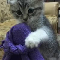 Scottish Fold, Kedi  Ersin fotoğrafı