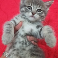 American Shorthair, Kedi  Maya fotoğrafı
