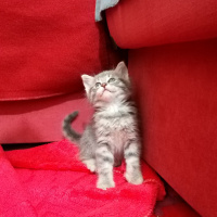 American Shorthair, Kedi  Maya fotoğrafı