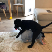 Labrador Retriever, Köpek  Blackberry fotoğrafı