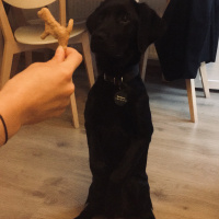Labrador Retriever, Köpek  Blackberry fotoğrafı
