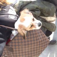 Pekingese, Köpek  cookie fotoğrafı