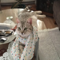 Egyptian Maular, Kedi  Tırmık fotoğrafı