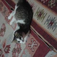 Tekir Kedi, Kedi  bahar fotoğrafı