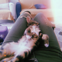 Tekir Kedi, Kedi  Archie fotoğrafı