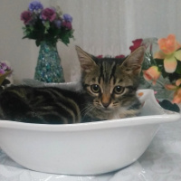 Tekir Kedi, Kedi  Archie fotoğrafı