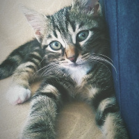 Tekir Kedi, Kedi  Archie fotoğrafı