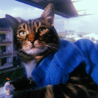 Tekir Kedi, Kedi  Archie fotoğrafı