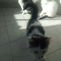 Sarman, Kedi  Paşa fotoğrafı