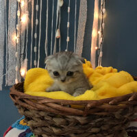 Scottish Fold, Kedi  Matthias fotoğrafı