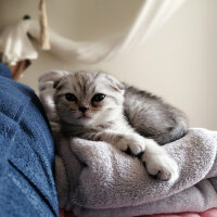 Scottish Fold, Kedi  Matthias fotoğrafı