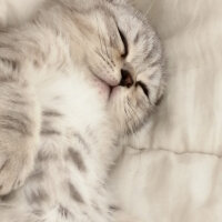 Scottish Fold, Kedi  Matthias fotoğrafı