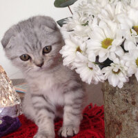 Scottish Fold, Kedi  Matthias fotoğrafı