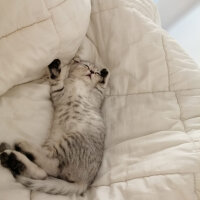 Scottish Fold, Kedi  Matthias fotoğrafı