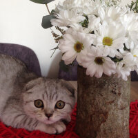 Scottish Fold, Kedi  Matthias fotoğrafı