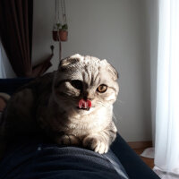 Scottish Fold, Kedi  Matthias fotoğrafı