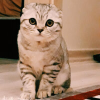 Scottish Fold, Kedi  Matthias fotoğrafı