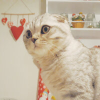 Scottish Fold, Kedi  Matthias fotoğrafı