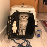 Scottish Fold, Kedi  Matthias fotoğrafı