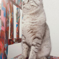 Scottish Fold, Kedi  Matthias fotoğrafı