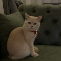 British Shorthair, Kedi  Henüz karar veremedik ama çiko veya çaki olacaismi fotoğrafı