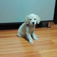 Golden Retriever, Köpek  bulut fotoğrafı