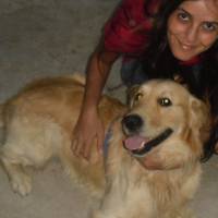 Golden Retriever, Köpek  rüzgar fotoğrafı