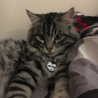 Tekir Kedi, Kedi  Mittsu fotoğrafı