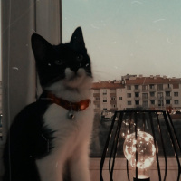 Bombay, Kedi  PRENS fotoğrafı