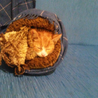 Tekir Kedi, Kedi  Sushi fotoğrafı