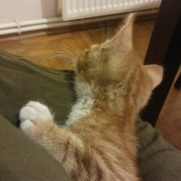 Tekir Kedi, Kedi  Sushi fotoğrafı