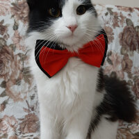 Tuxedo (Smokin) Kedi, Kedi  Miya fotoğrafı