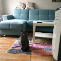 Mavi Rus, Kedi  zeytin fotoğrafı