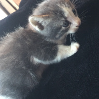 Mavi Rus, Kedi  Duman fotoğrafı
