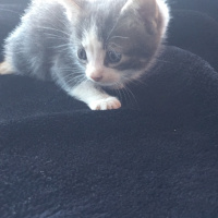 Mavi Rus, Kedi  Duman fotoğrafı