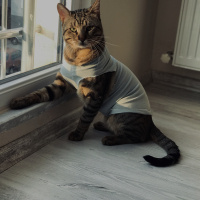 Tekir Kedi, Kedi  Dean fotoğrafı