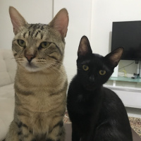 Tekir Kedi, Kedi  Dean fotoğrafı