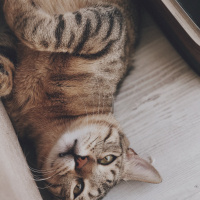 Tekir Kedi, Kedi  Dean fotoğrafı