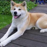 Akita İnu, Köpek  akita fotoğrafı